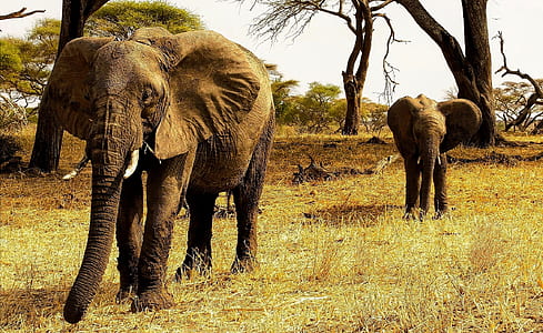 two elephants walking in grass field thumbnail