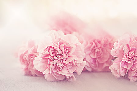 pink flowers on white textile thumbnail