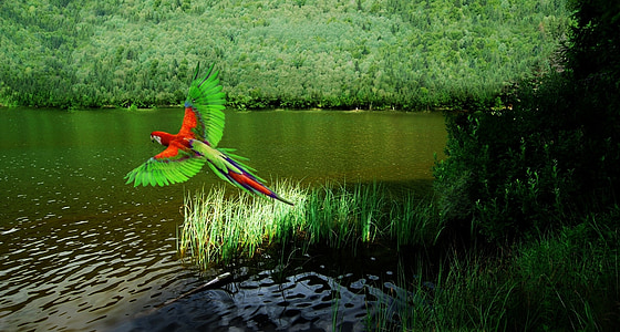 red and green parrot and body of water thumbnail