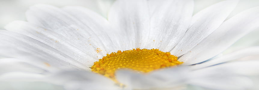 white daisy flower in close up photography thumbnail