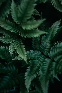 shallow focus photography of green leaves thumbnail