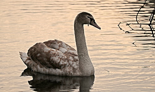 brown and white swan on body of water at daytime thumbnail