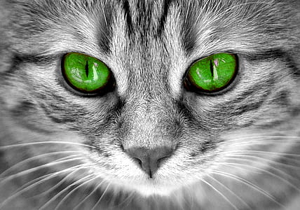 close photography of grey and black tabby cat with green eyes thumbnail
