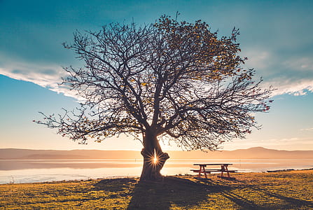 green tree near body of water during sunset thumbnail