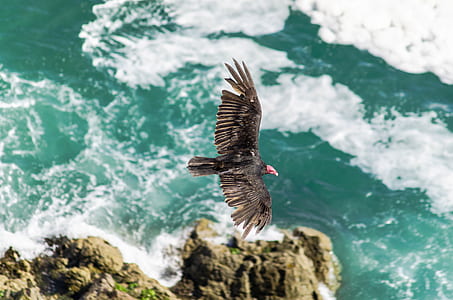black bird during daytime thumbnail