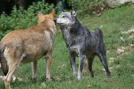 two brown and black wolves on green grass thumbnail