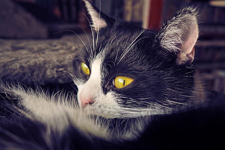 short-haired black and white cat thumbnail