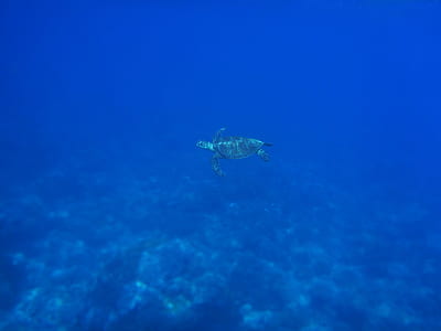 turtle in body of water thumbnail