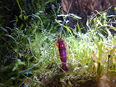 Shrimp Barber Cardinal, Lysmata Debelius thumbnail