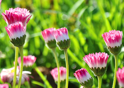 macro photography of pink flowers thumbnail