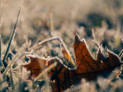 withered leaf in shallow photography thumbnail