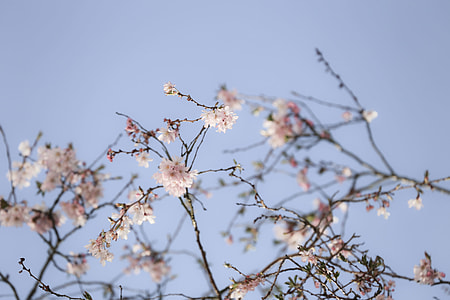 selective photo of cherry blossoms thumbnail