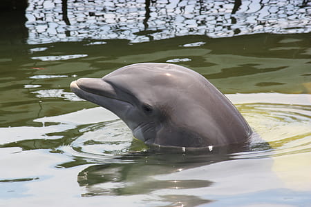 gray dolphin submerge in water taken during daytime thumbnail