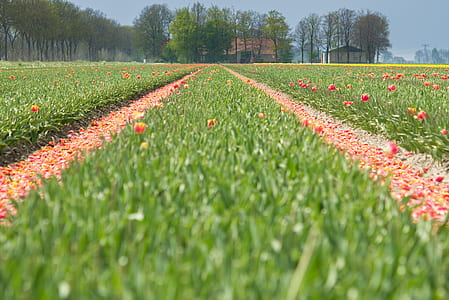 landscape, nature, field, flowers thumbnail