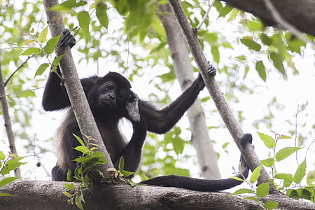 Black Primate Holding On Tree Branches thumbnail