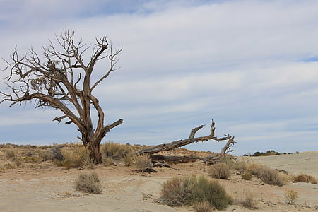 bare tree under white clouds at daytime thumbnail