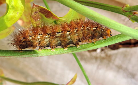nature, garden, animal, plant thumbnail