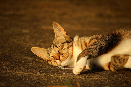 gray and black tabby cat lying on concrete pavement thumbnail