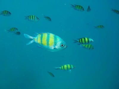 school of fish thumbnail