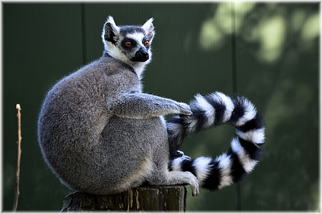shallow focus photography ring tailed lemur thumbnail