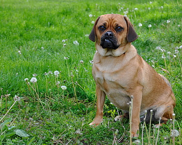 short-coated brown dog sitting on green grass thumbnail