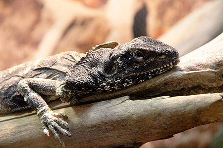Frilled Lizard, Reptile thumbnail