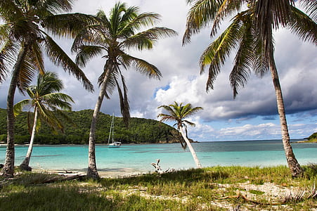 coconut trees near beach thumbnail