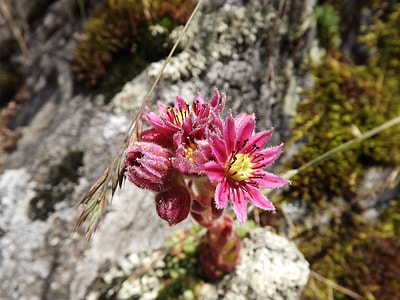 Cobweb Houseleek, Herb thumbnail