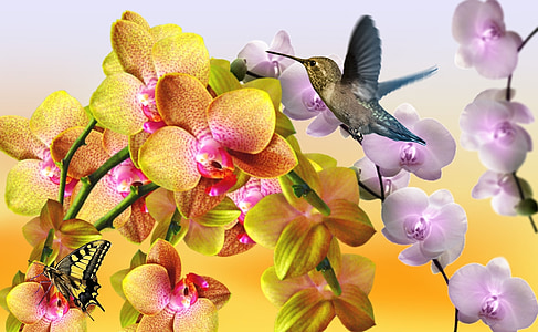 flying humming bird thumbnail