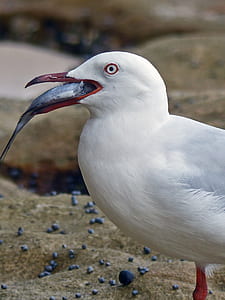close up photo of red-billed gull thumbnail
