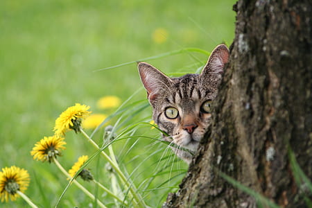 shallow focus photography of cat thumbnail