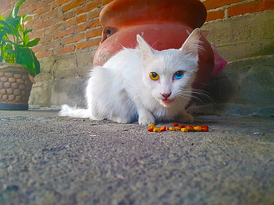 Cat, Heterochromia thumbnail