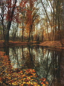autumn, pond, woods, mysterious, moody, fall thumbnail