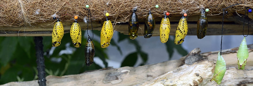 assorted pupa thumbnail