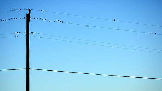 flock of silhouette of flock of birds perching on cable during daytime thumbnail