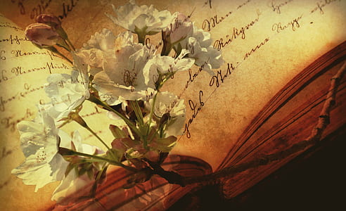 white petal flower on top of opened book thumbnail