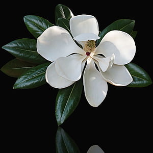 selective focus photography ofd white magnolia flower thumbnail