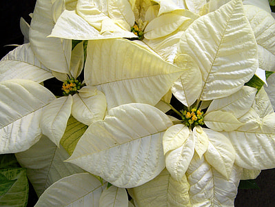 close-up photography white pointsettia thumbnail