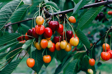 Cherries on a branch thumbnail