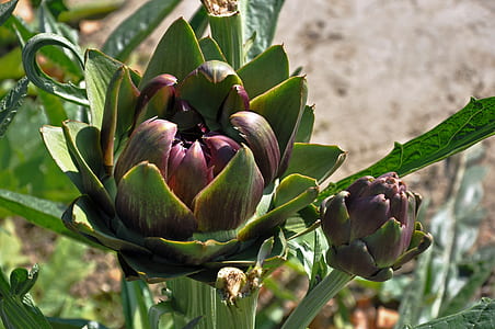 close-up photography of red and green petaled flowers during daytime thumbnail