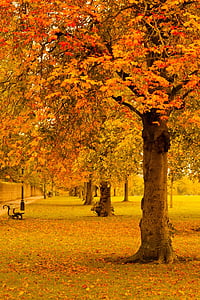 black bench on field of orange trees thumbnail