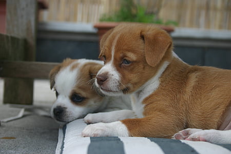 short-coated brown and white puppy in shallow focus photography thumbnail