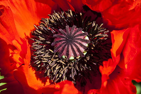 red and brown petal flower macro photography thumbnail