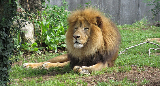 brown Lion on green grass field thumbnail