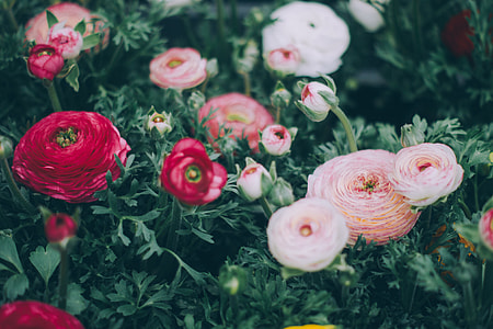 red, white, and pink petaled flowers thumbnail