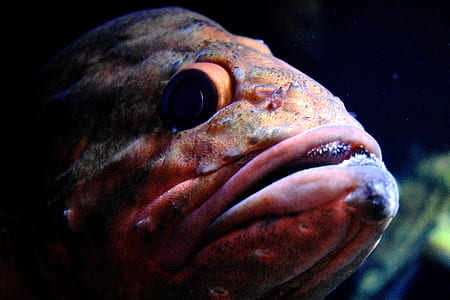 brown fish thumbnail