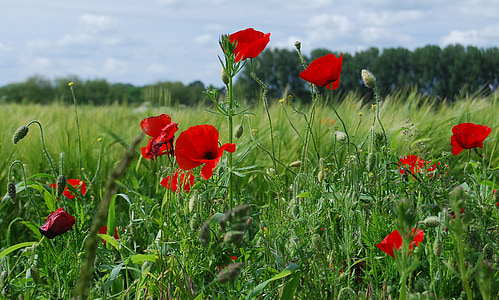 red poppy flower in bloom thumbnail
