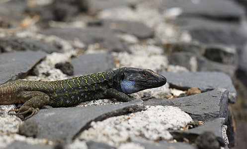 The Lizard, Kanaryjka Niebieskoplama thumbnail
