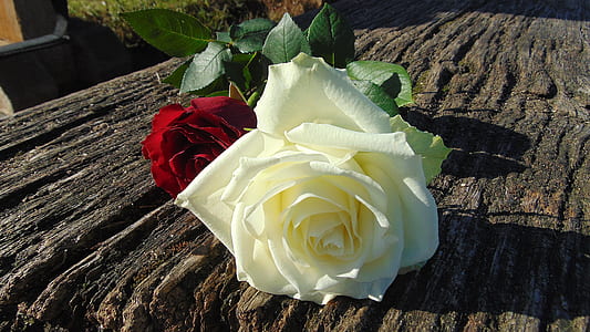 two red and white rose flower on brown wooden surface thumbnail
