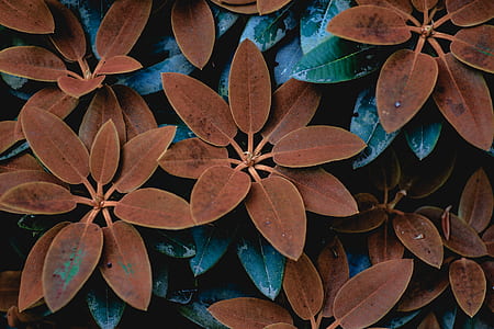 close up photo of brown ovate leafed plants thumbnail